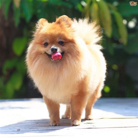 25 Pomeranian Haircuts for Dog Lovers – HairstyleCamp