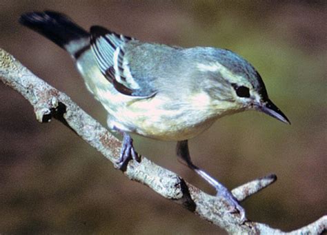 Cerulean Warbler | American Bird Conservancy