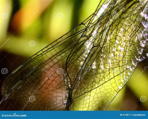 Dragonfly Wings Stock Image - Image: 41581