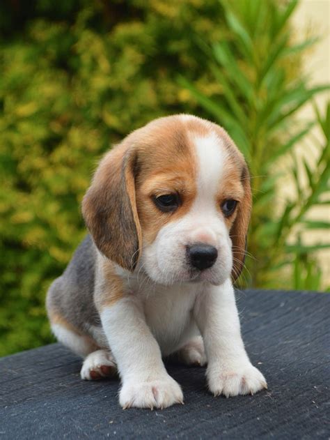 Beagle Puppies For Sale | Euro Puppy | Beagle puppy, Very cute dogs ...