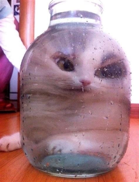 Create meme "kitten in a jar, the cat in the Bank" - Pictures - Meme ...