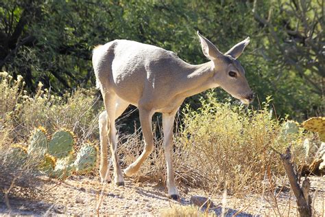 Sonoran Connection: Sabino Canyon WIldlife