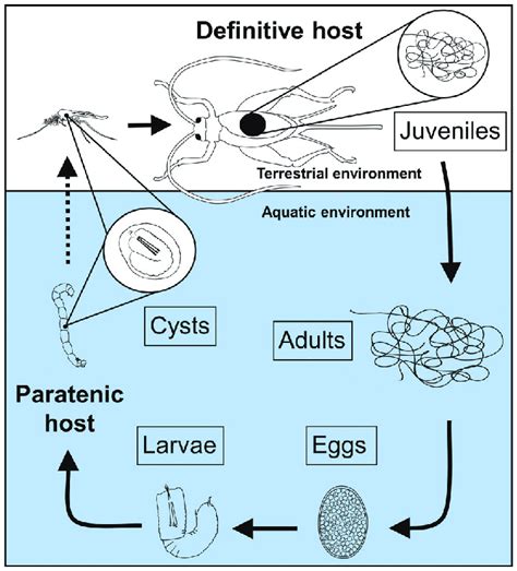 Pinworm Life Cycle