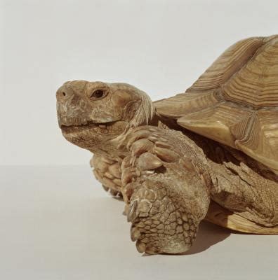 Adwaita Tortoise Carbon Dating – Telegraph