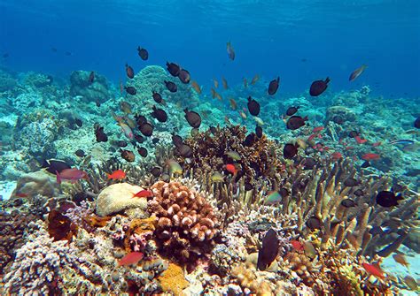 Coral Triangle Snorkeling - Most Alive Reefs In The World