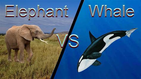 Elephant VS Whale ||RAP BATTLE|| - Series 2 - YouTube