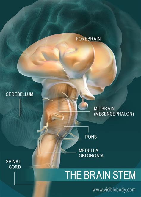 A diagram of the parts of the brain stem | Human brain parts, Brain ...