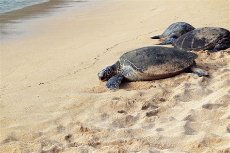 Free Images : beach, nature, sand, shore, animal, wildlife, sea turtle ...