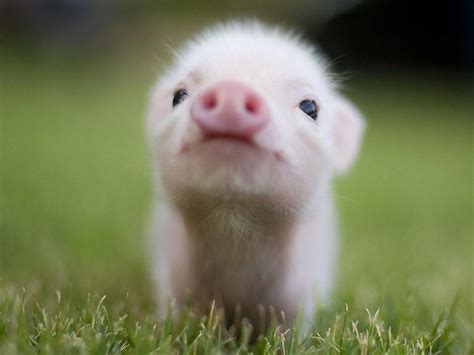 Baby Pig Wallpapers - Wallpaper Cave