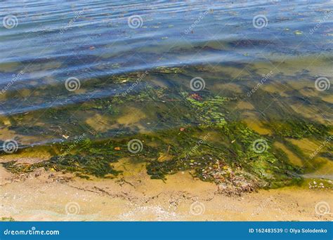 Green Algae in Water. Water Pollution. Ecological Problem Stock Image ...