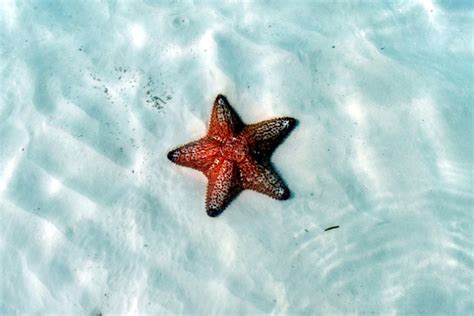 Caribbean Star Snorkeling Tours in Cancun MUSA Isla Mujeres Mexico ...