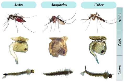 Aedes Mosquito Eggs