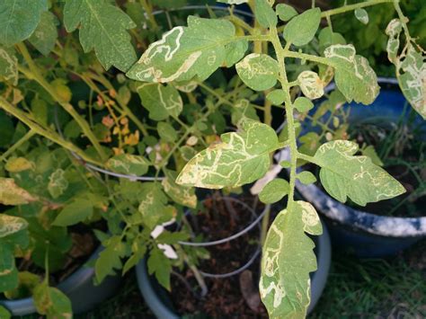 vegetables - What are these lines on tomato leaves? - Gardening ...