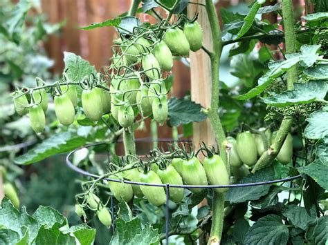 Tomato Cages: The Ultimate Guide To Supporting Your Tomato Plants