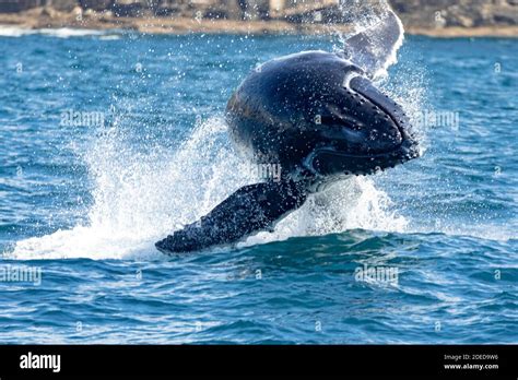 Humpback whale calf breaching off Sydney's North Head, Sydney ...