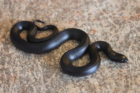 Mexican Black Kingsnake Facts and Pictures | Reptile Fact