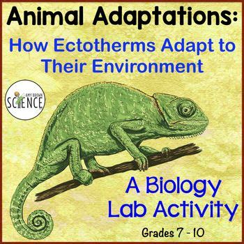 Animal Adaptations: How Ectotherms Adapt to Their Environment in 2024 ...