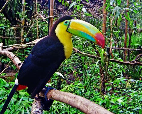 toucan, Parrot, Bird, Tropical, 35 Wallpapers HD / Desktop and Mobile ...