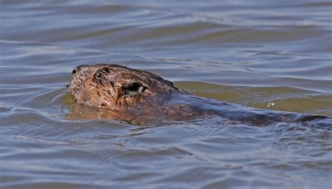 A Case of Mistaken Identity: Beaver or Muskrat? - Forest Preserves of ...