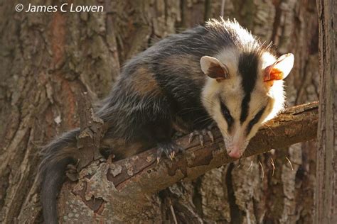 White eared opossum - Alchetron, The Free Social Encyclopedia