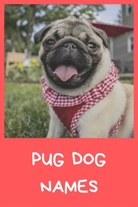 +120 Most Popular Pug Dog Names of 2024