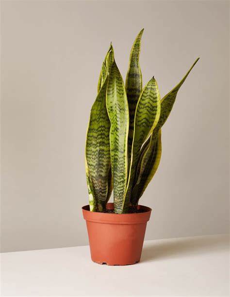 6" Snake Plant Laurentii | Shop More Indoor Plants – The Sill $25 | Low ...