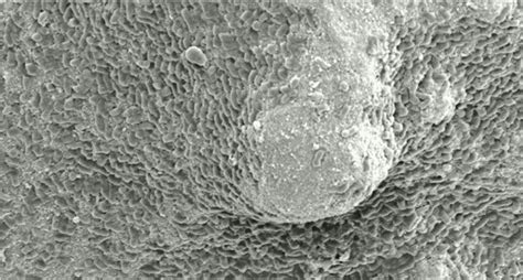 Bioleaching bacteria exploit cracks to form biofilms on REE rocks | The ...