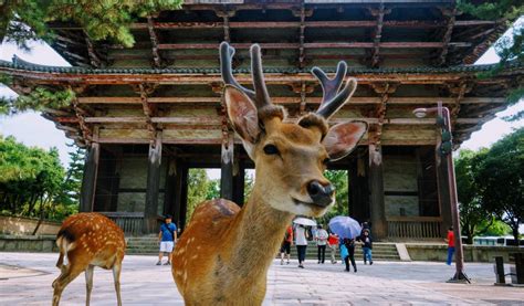 Top Things to Do in Nara for the Perfect Day Trip | Japan Cheapo