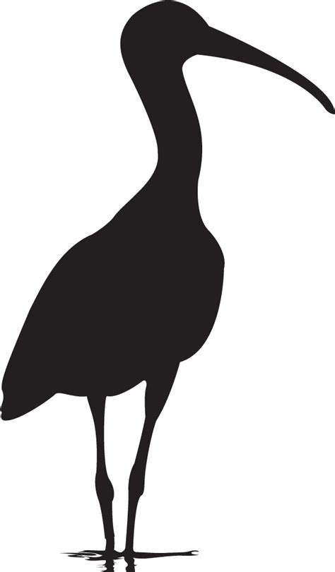 Ibis PNG Images Transparent Free Download