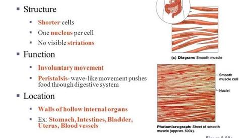 describe the location structure and function of smooth muscle - Brainly.in