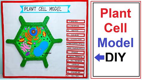 plant cell model making - simple and easy science project for ...