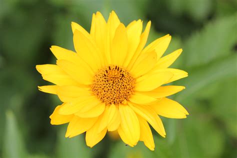 File:A yellow flower in late summer.JPG