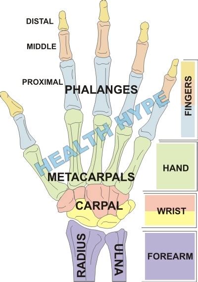 Painful Finger Joints (Knuckles), Pain or Arthritis and Causes ...