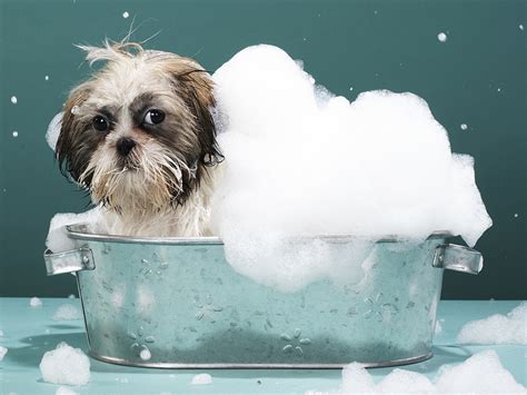 The PRO Dog-a-Holic Blog: Giving a Bath to Your Dog