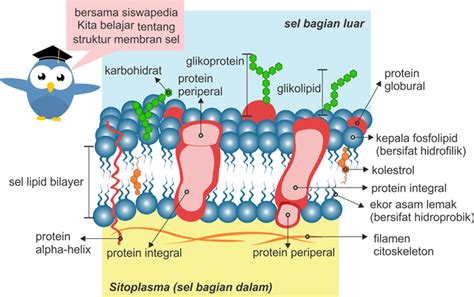 Struktur Membran Sel Lipid Bilayer