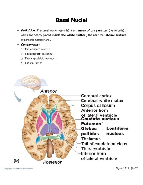 12. Basal Nuclei - Neuroanatomy course with atlas - Basal Nuclei ...