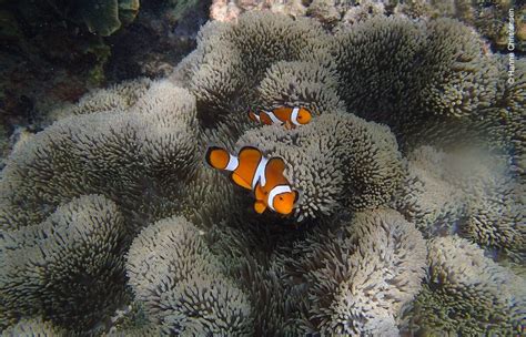 Snorkeling in Pulau Sapi, Tunku Abdul Rahman Marine Park | Snorkeling Sabah