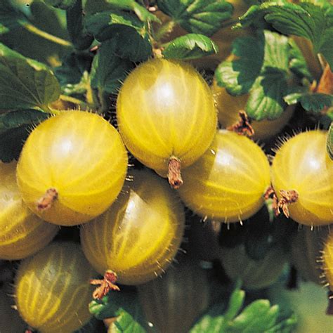 Gooseberry (Hinnomaki Yellow) | Restoring Eden