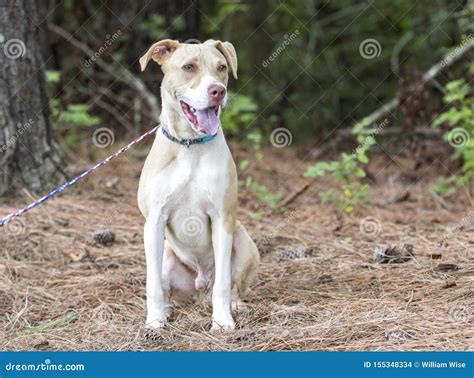 Labrador Pitbull Mix Breed Puppy Dog Adoption Photo Stock Photo - Image ...