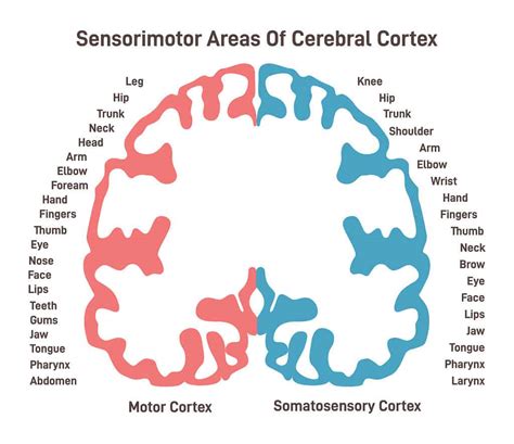 Somatosensory Cortex Function and Location (2024)