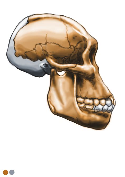 Australopithecus sediba - MH1 - skull reconstruction by Eduard Olaru ...