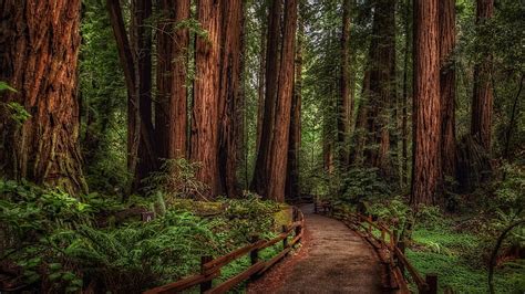 Online crop | HD wallpaper: woodland, redwoods, national park, forest ...