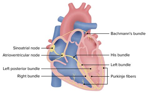 Atrioventricular Node