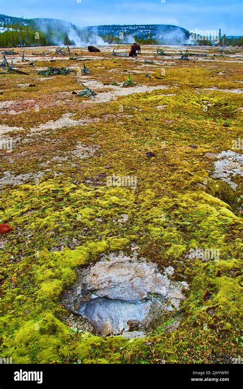 Yellowstone biscuit basin thermal features in winter with bison in ...