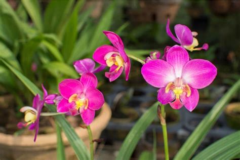 10 Common Types of Orchids for Your Home and Garden | Florgeous