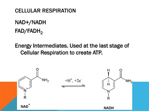 Cellular Respiration. - ppt download