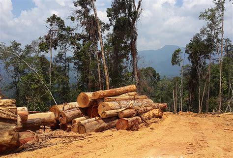 Kesan Penebangan Hutan Terhadap Alam Sekitar - Kesan Aktiviti Manusia ...