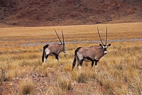 A Pair Of Oryx In The Namib Desert In Africa | Namib desert, Animals ...