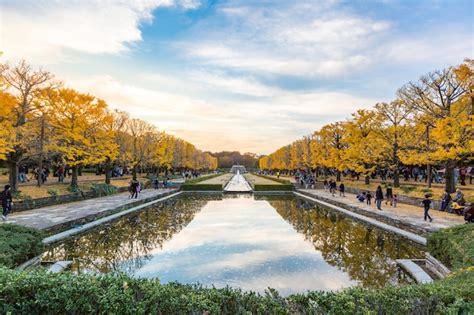 Ginkgo trees autumn | Premium Photo