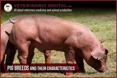 Pig breeds and their characteristics